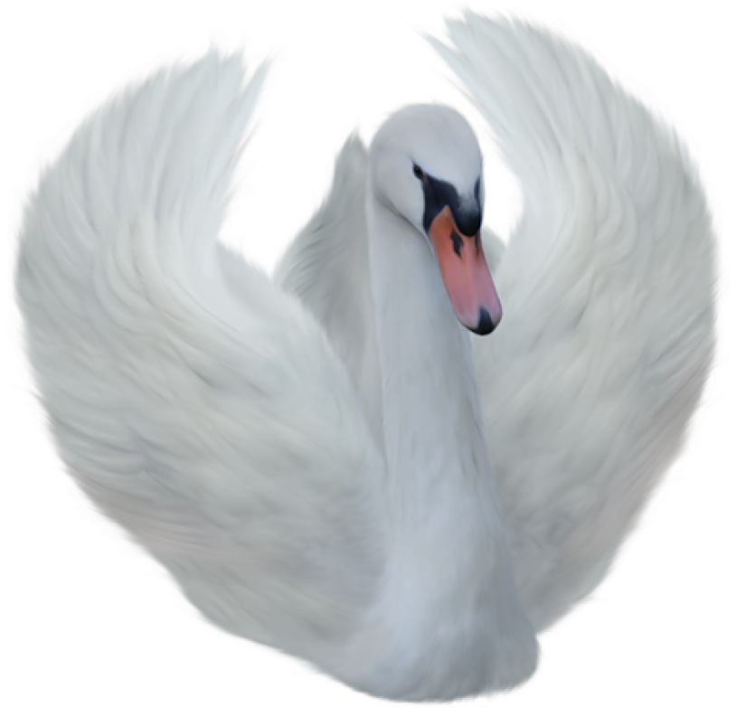 Majestic White Swan Spread Wings PNG Image