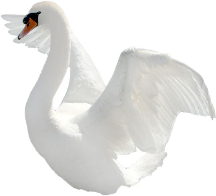 Majestic White Swan Spreading Wings PNG Image