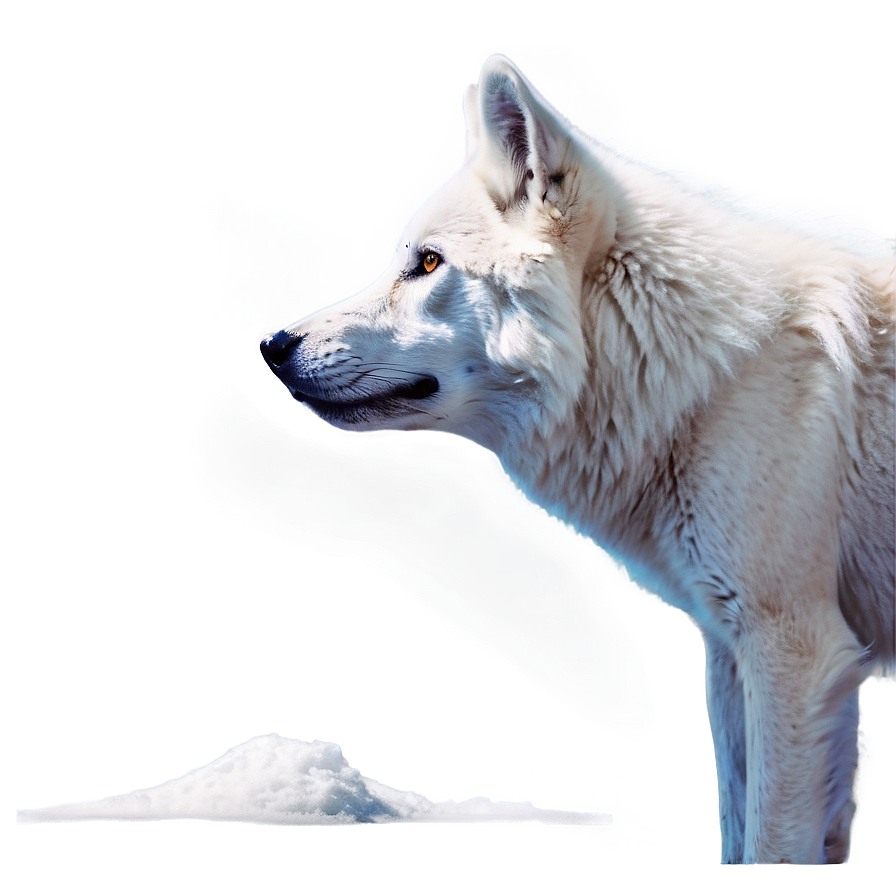 Majestic White Wolf Png 94 PNG Image