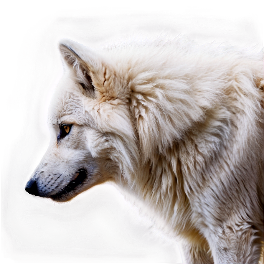 Majestic White Wolf Png Bof69 PNG Image