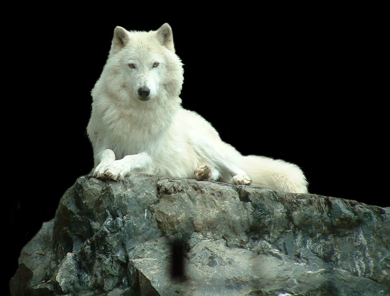 Majestic White Wolfon Rock PNG Image