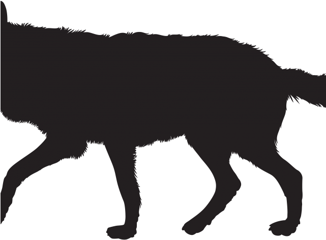 Majestic Wolf Silhouette PNG Image