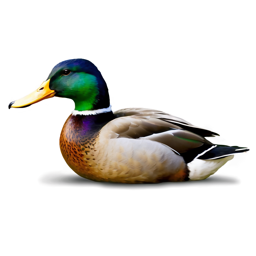 Mallard Duck Feeding Png Sgm PNG Image