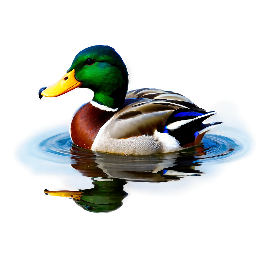 Mallard Duck In Water Png Hho PNG Image