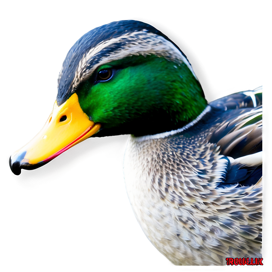 Mallard Duck Png 20 PNG Image