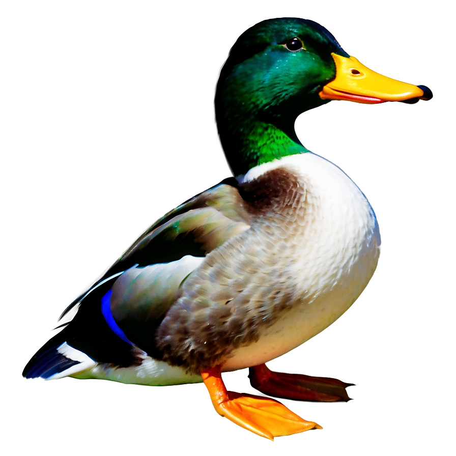 Mallard Duck Png Jmh13 PNG Image