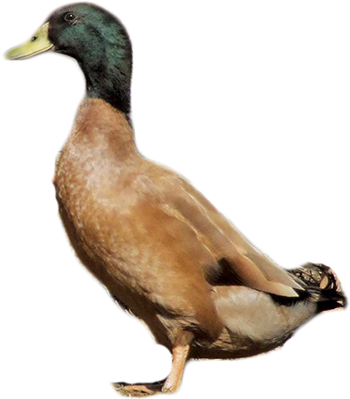 Mallard Duck Profile PNG Image