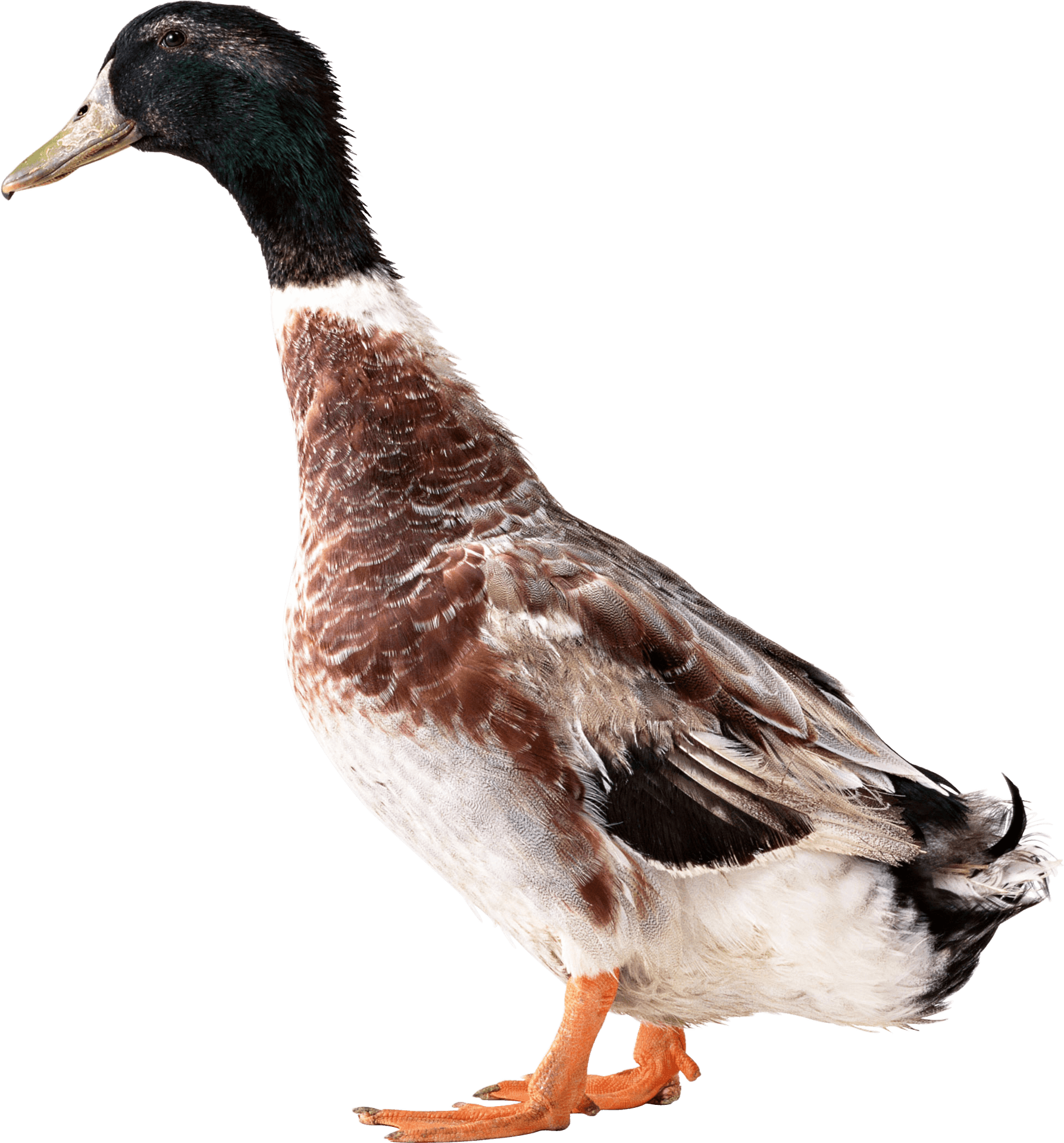 Mallard Duck Profile PNG Image