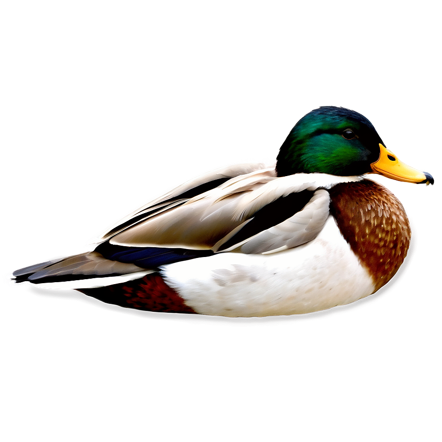 Mallard Duck Profile Png Fuk77 PNG Image