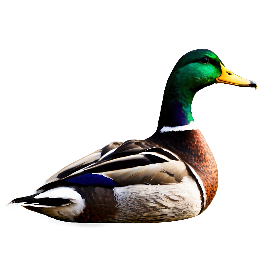 Mallard Duck Scene Png Tnl PNG Image