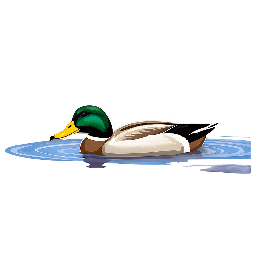 Mallard Duck Swimming Png Hgh PNG Image