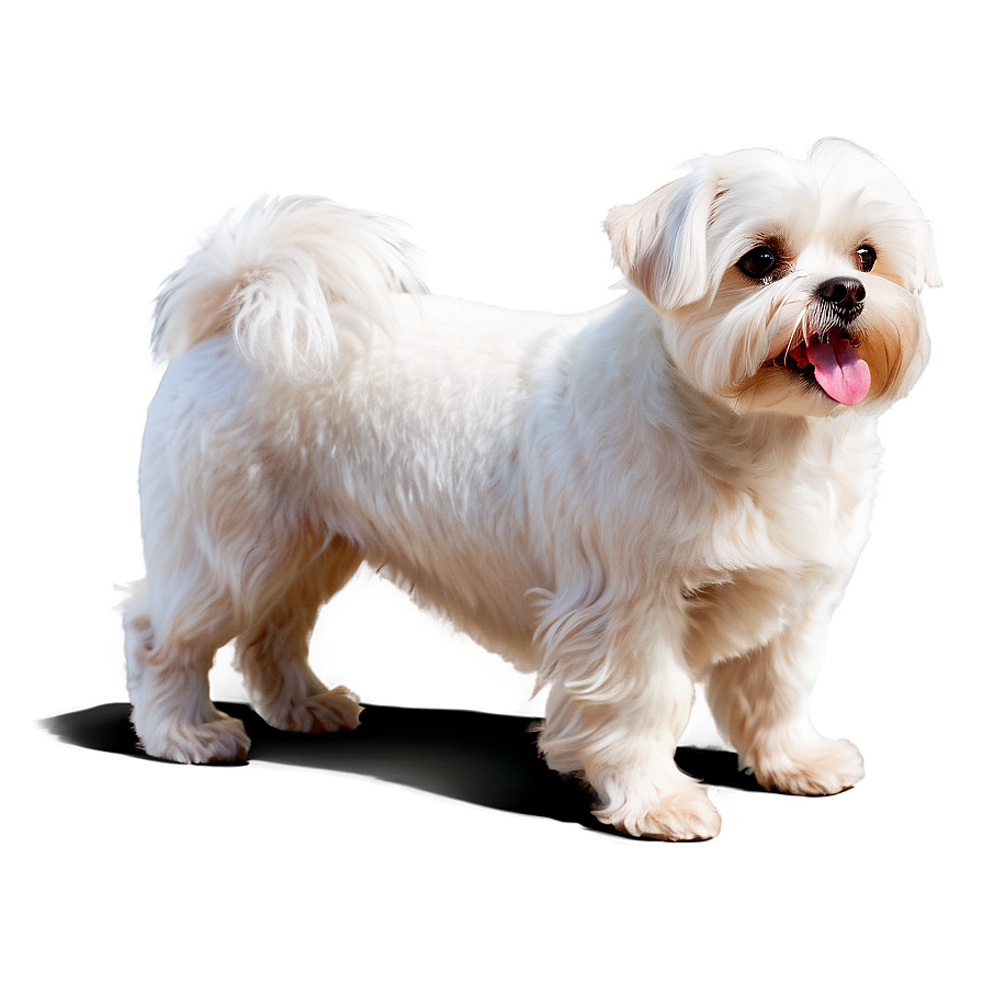 Maltese Dog Png 19 PNG Image