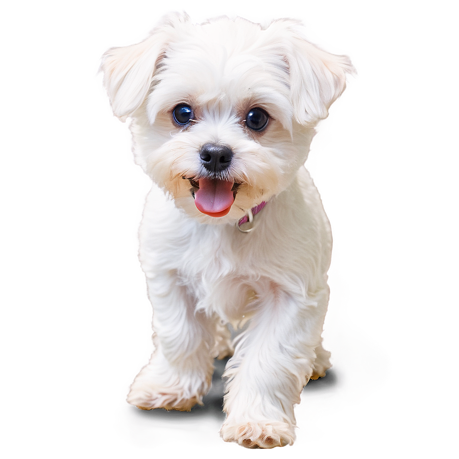 Maltese During Playtime Png Isj81 PNG Image