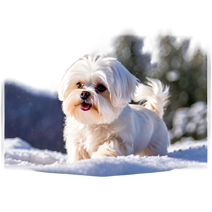 Maltese In Snow Png Tmp PNG Image