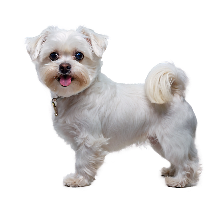 Maltese With Cute Expression Png Hbg82 PNG Image