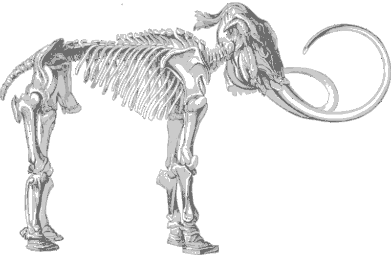 Mammoth Skeleton Illustration PNG Image