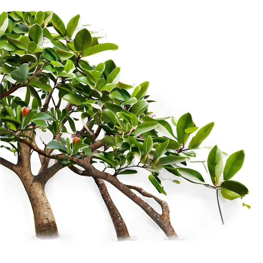 Mangrove D PNG Image