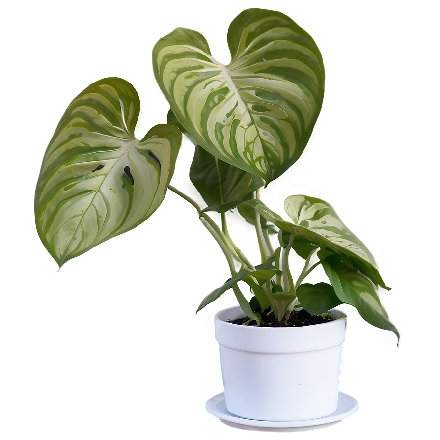 Manjula Pothos Care Sheet Png 06272024 PNG Image