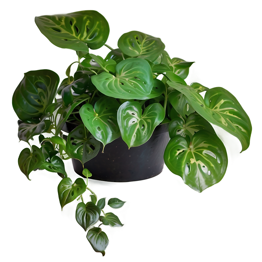 Manjula Pothos Care Sheet Png 06272024 PNG Image