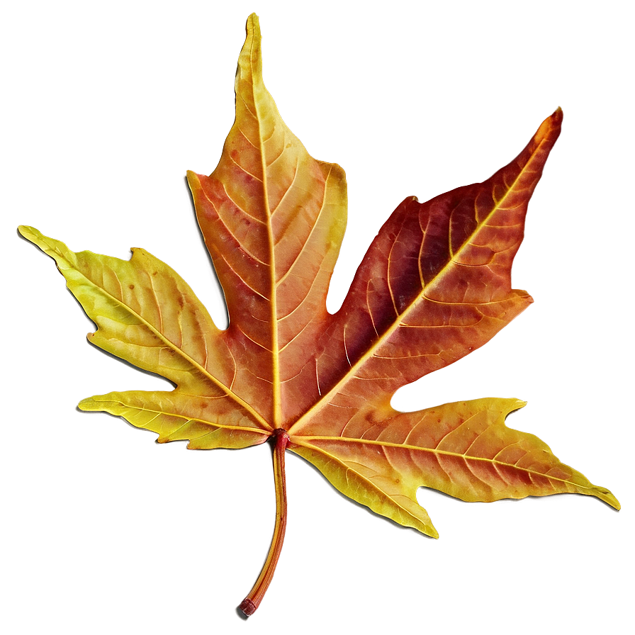 Maple Leaf In Fall Png 05252024 PNG Image