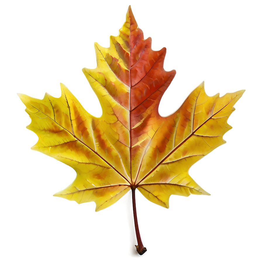 Maple Leaf Png Ooa PNG Image