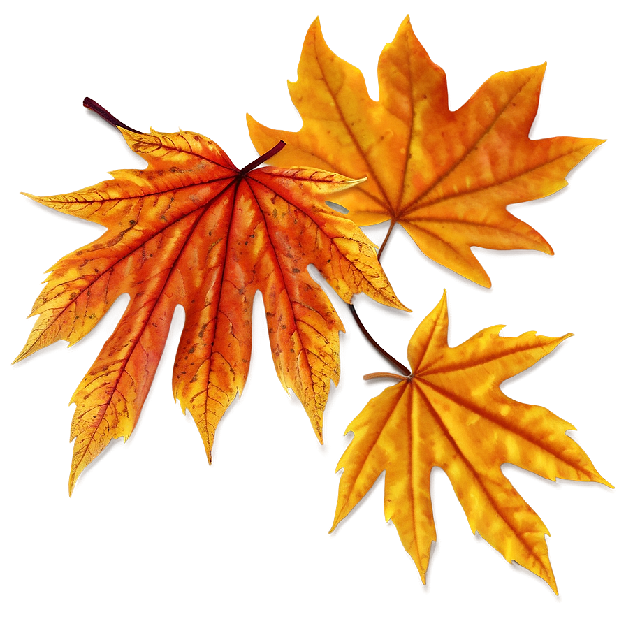 Maple Leaves Autumn Png Yms PNG Image