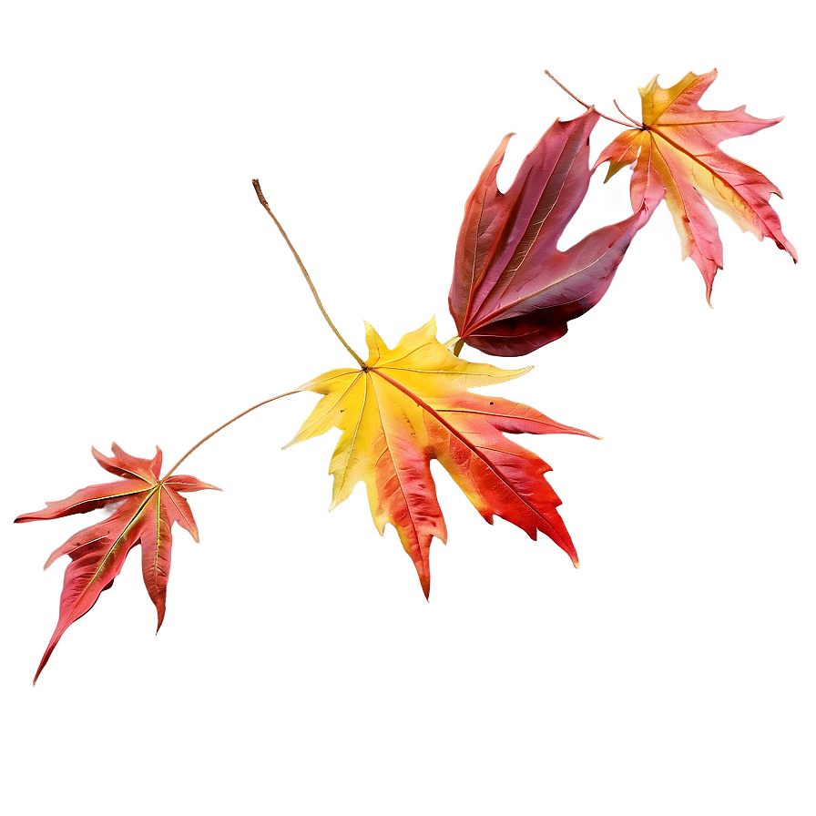 Maple Leaves Falling Png 06132024 PNG Image