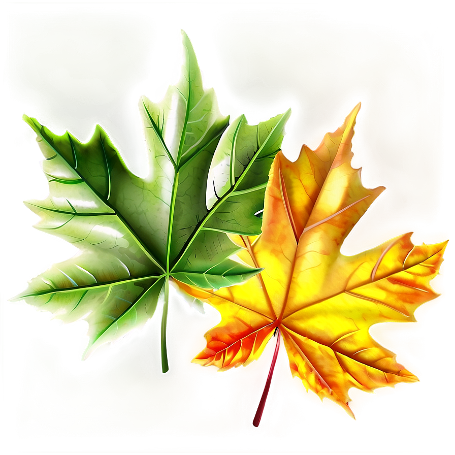 Maple Leaves Png 05042024 PNG Image