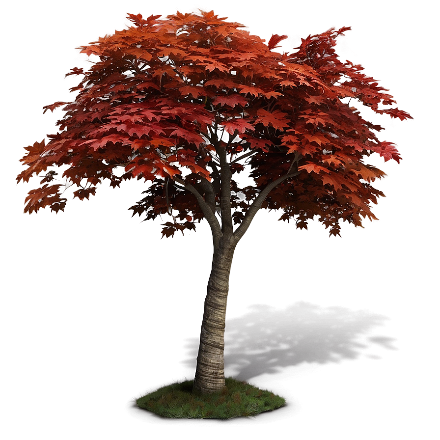 Maple Tree B PNG Image