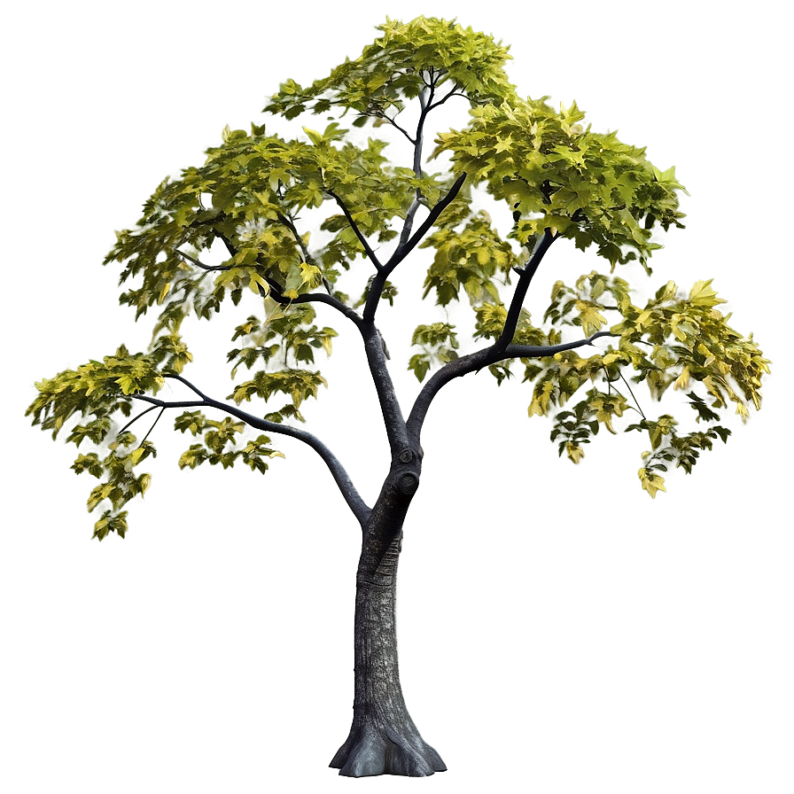 Maple Tree In Early Spring Png Uwl PNG Image