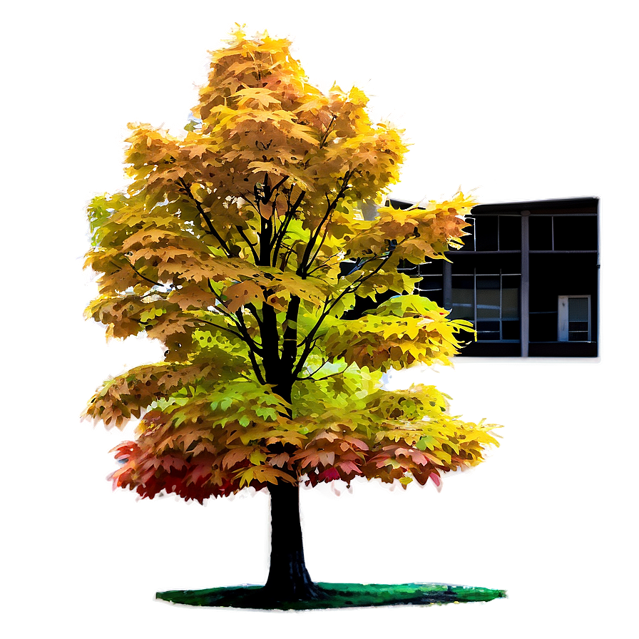 Maple Tree In Rural Field Png Heo PNG Image