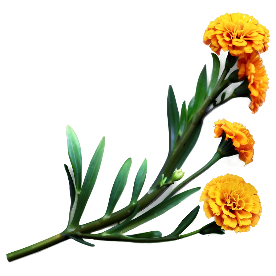 Marigold Clipart Png 80 PNG Image