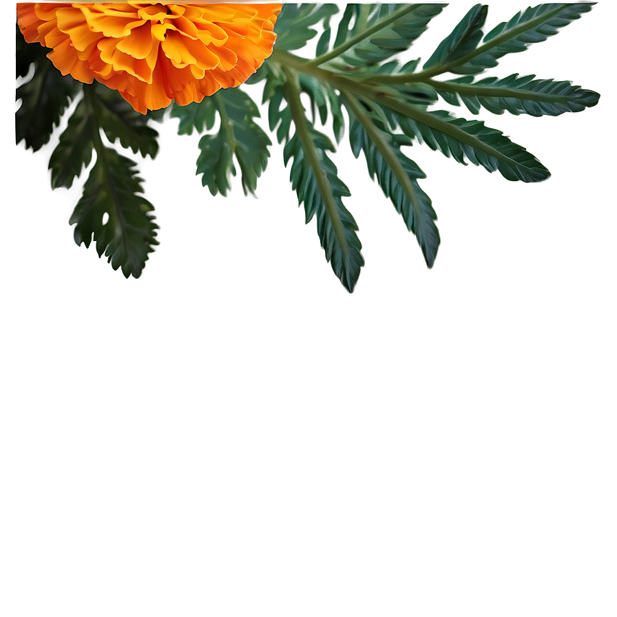 Marigold Floral Arrangement Png 49 PNG Image