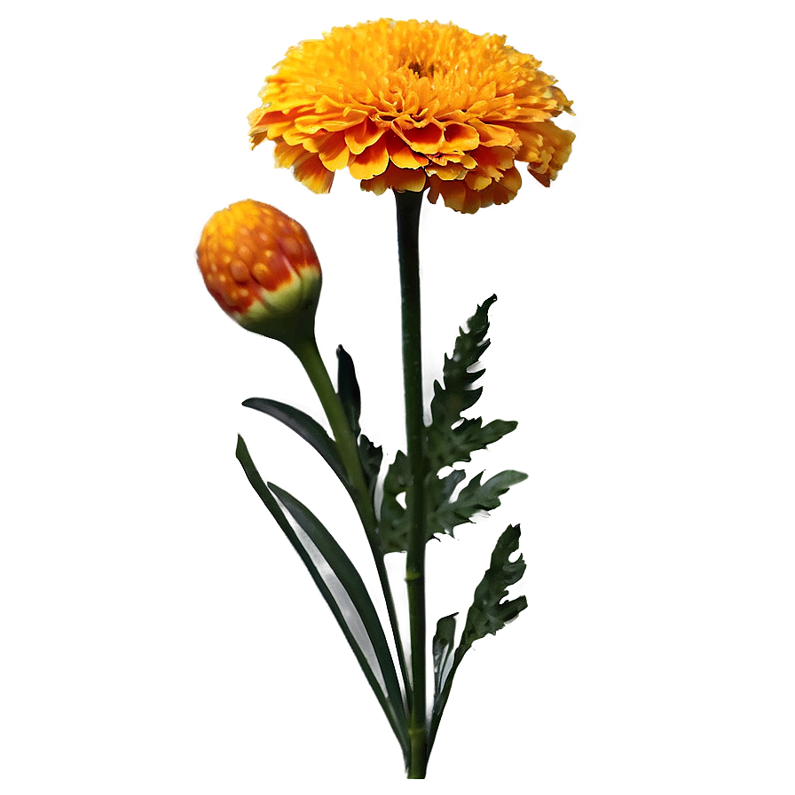 Marigold Floral Arrangement Png Ulu PNG Image