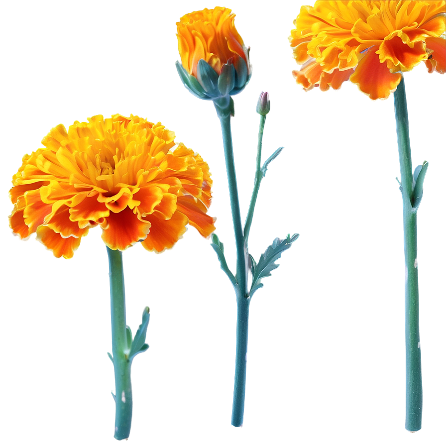 Marigold Flower Png Sqq PNG Image