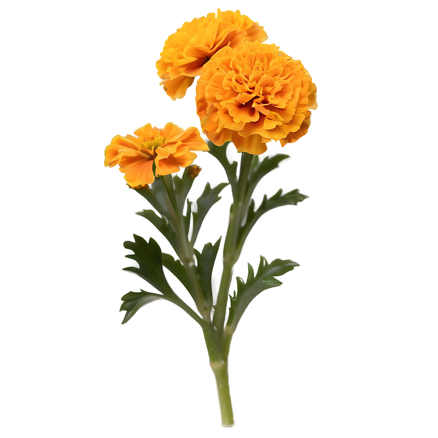 Marigold In Nature Png Hws PNG Image