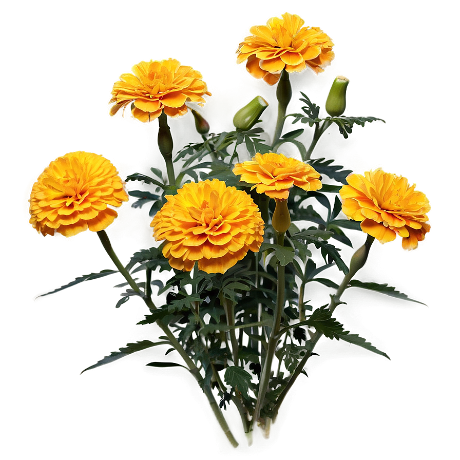 Marigold Traditional Use Png Efd60 PNG Image