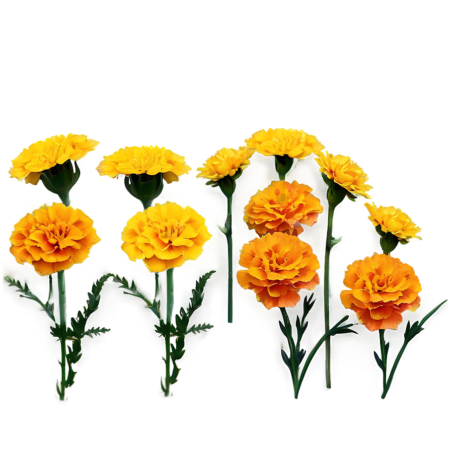 Marigolds A PNG Image