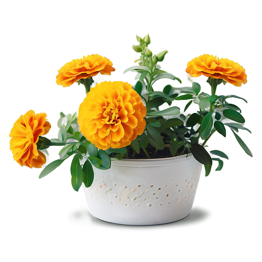 Marigolds And Greenery Png Mkr PNG Image