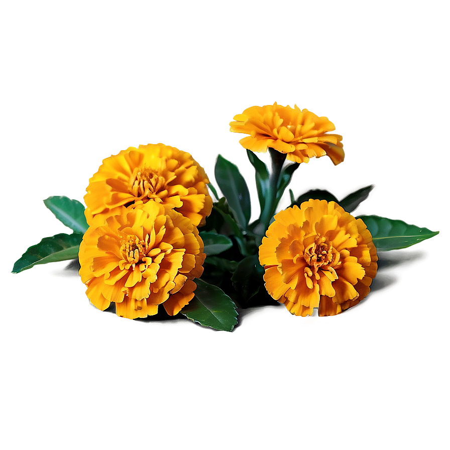 Marigolds In Nature Png Sgq PNG Image