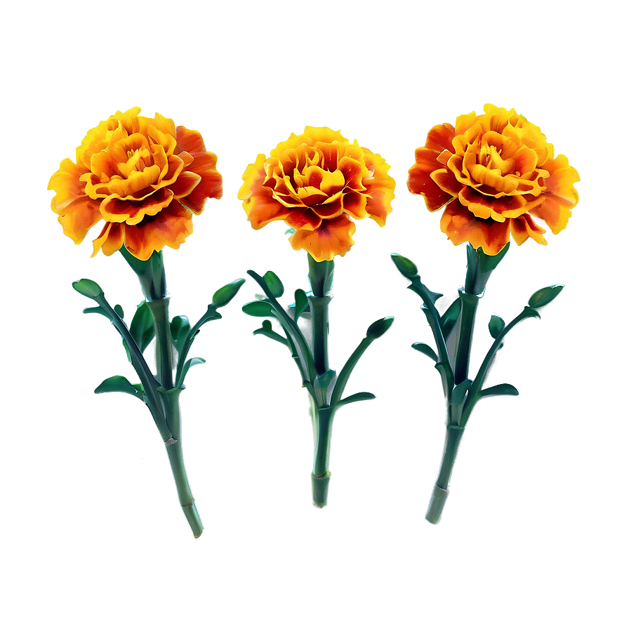 Marigolds On White Background Png Lug71 PNG Image