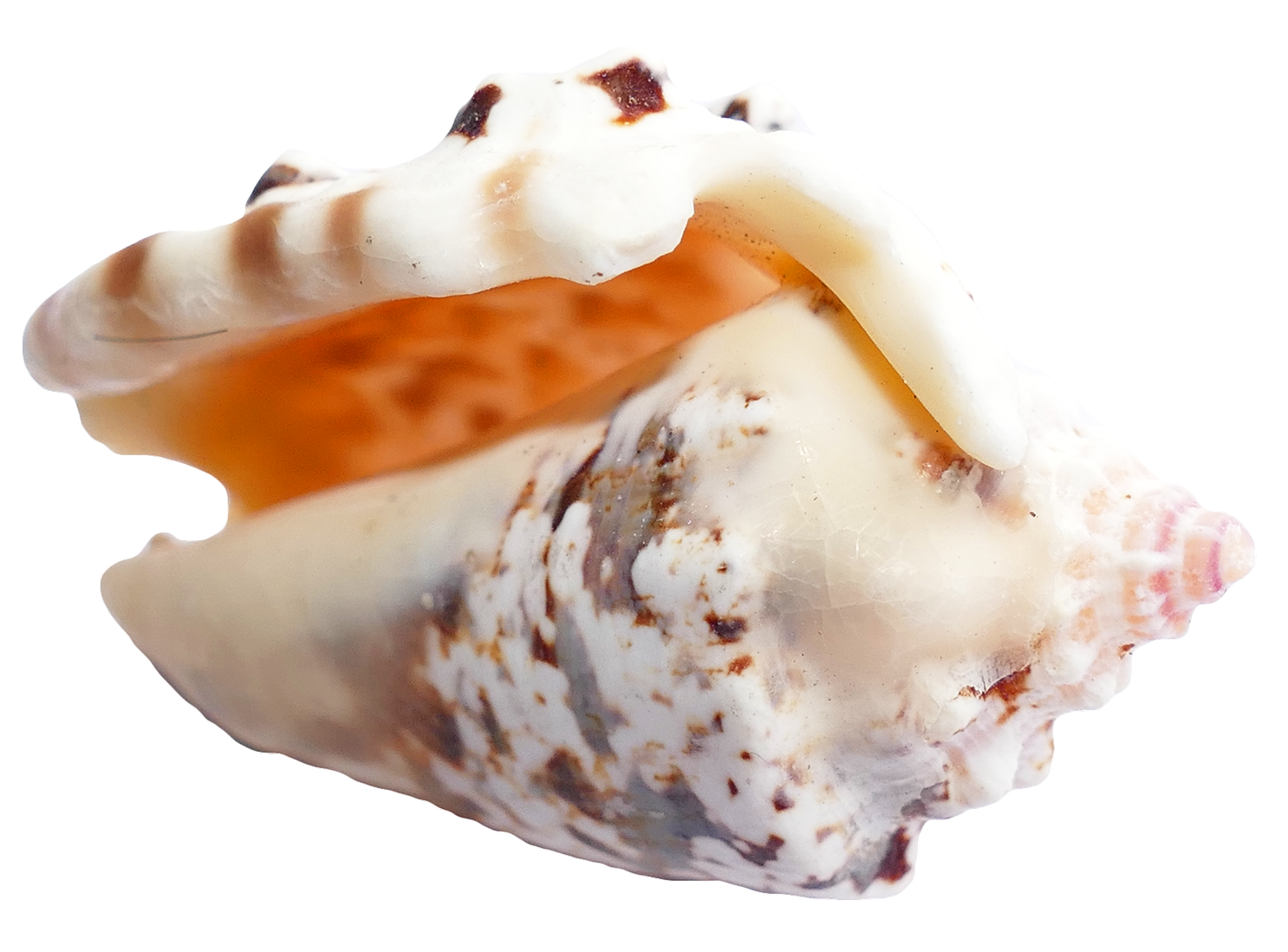 Marine Conch Shell Isolated PNG Image