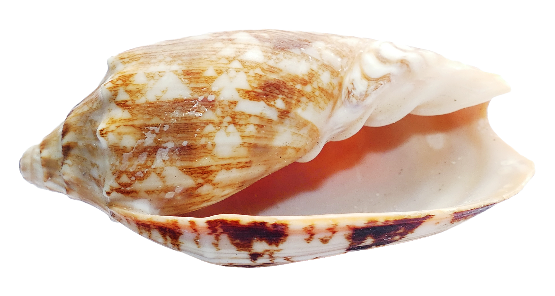 Marine Conch Shell Isolated PNG Image