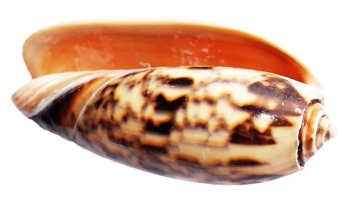 Marine Conch Shell Side View PNG Image