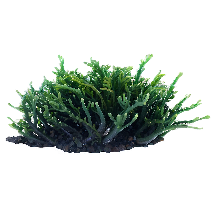 Marine Seaweed Landscape Png Wpw PNG Image