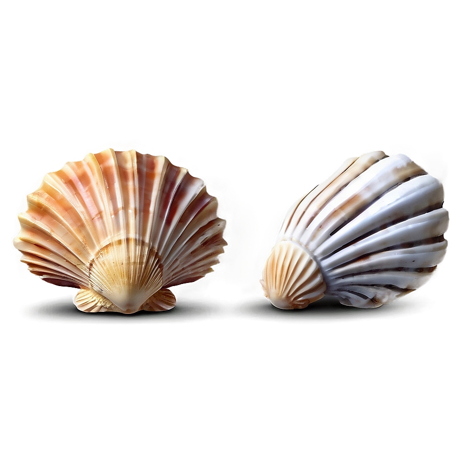 Marine Shells Set Png Dei PNG Image