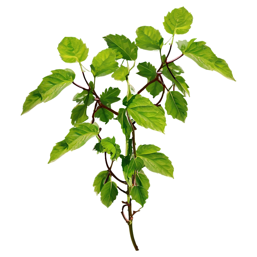 Medicinal Herb Vine Png 71 PNG Image