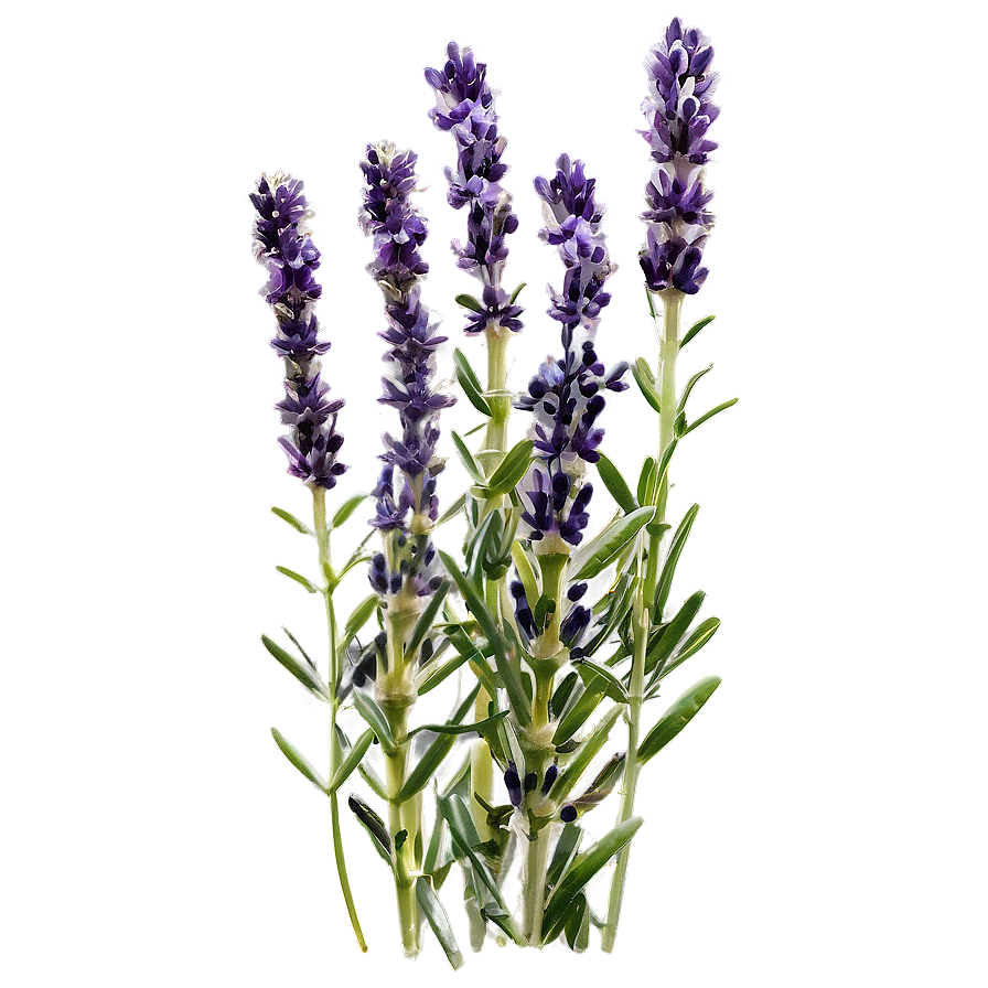 Medicinal Lavender Plant Png 06282024 PNG Image