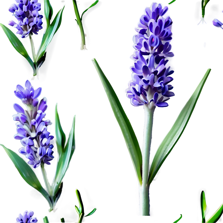 Medicinal Lavender Plant Png 06282024 PNG Image