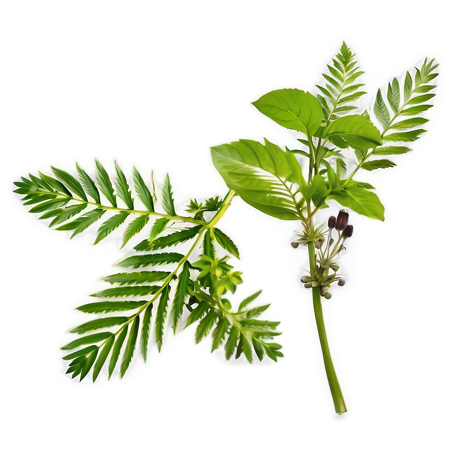 Medicinal Plant Herb Png 06272024 PNG Image